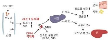GLP-1 호르몬 작용 원리